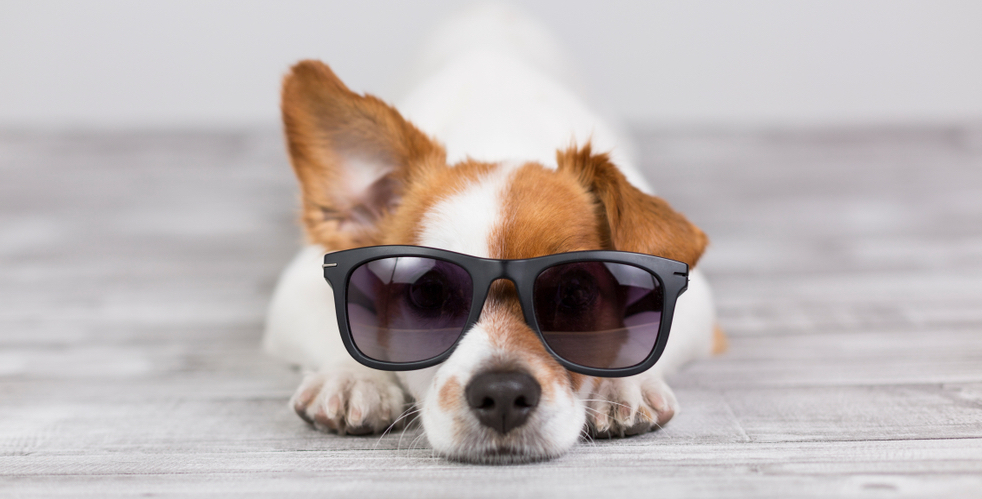 polaroid sunglasses